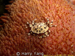 Cucumber Harlequin Crab. Xiao Liu Qiu,TAIWAN.
Casio EX-Z... by Harry Yang 